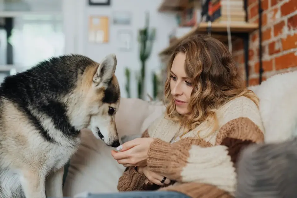 Dog with an owner at home