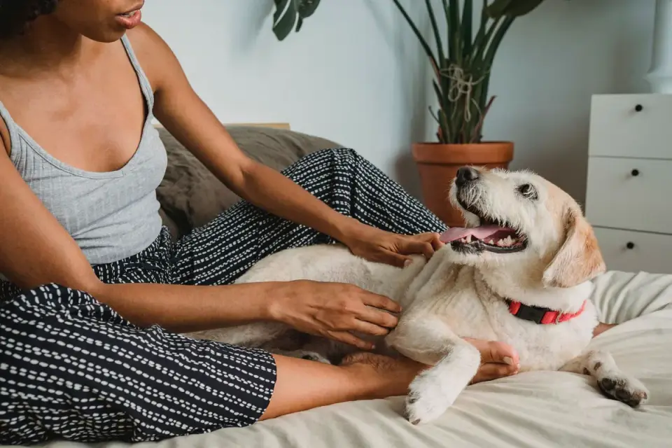 Dog with an owner at home
