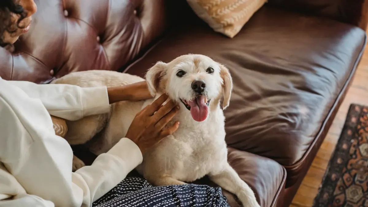 Dog with an owner at home