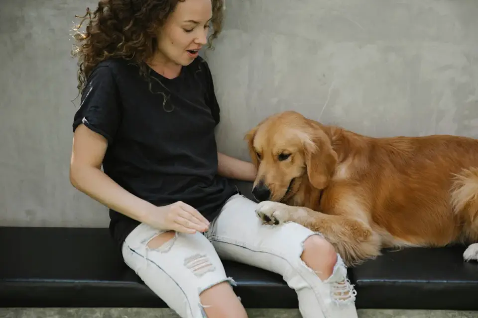 Dog with an owner at home