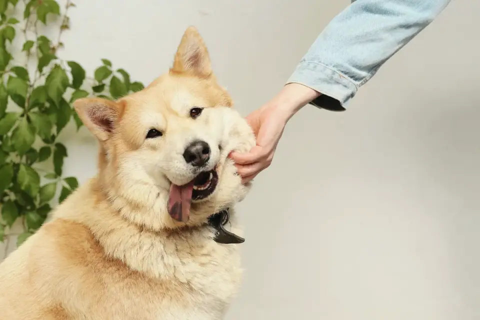 Dog with an owner at home