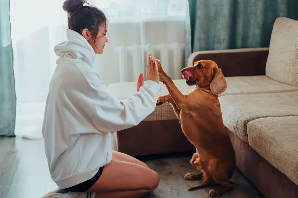 Dog with an owner at home