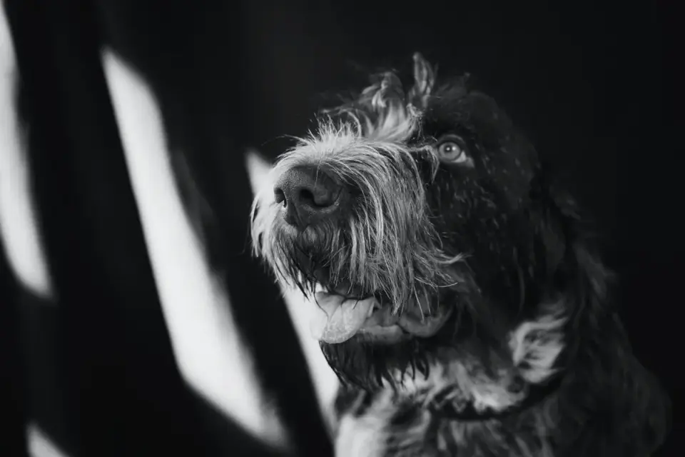 Dog with an owner at home