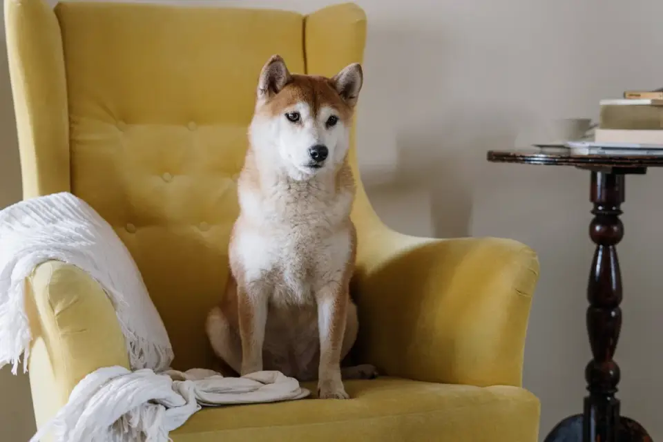 Dog with an owner at home