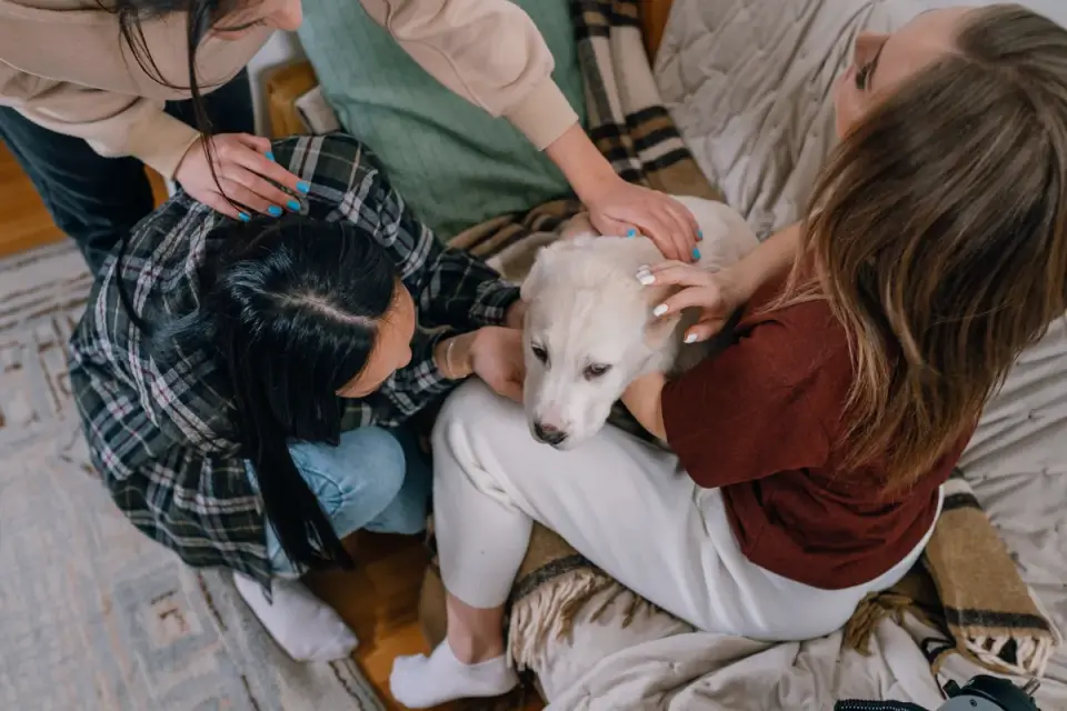 Dog with an owner at home