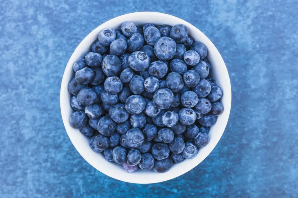 Fresh blueberries measured out next to a dog's food bowl