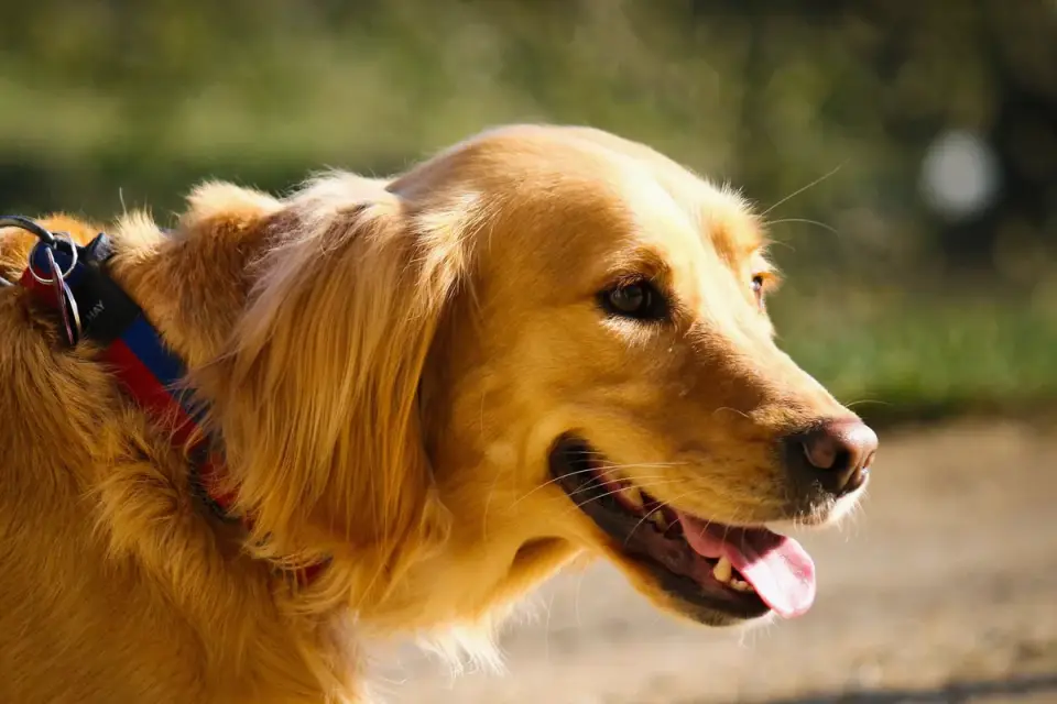 Golden retriever taking a blueberry from an owner's open hand outdoors