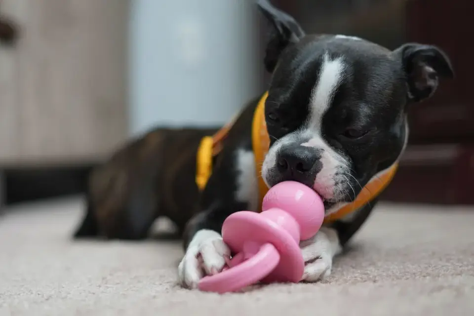 Owner handing a frozen stuffed puzzle toy to an adult dog