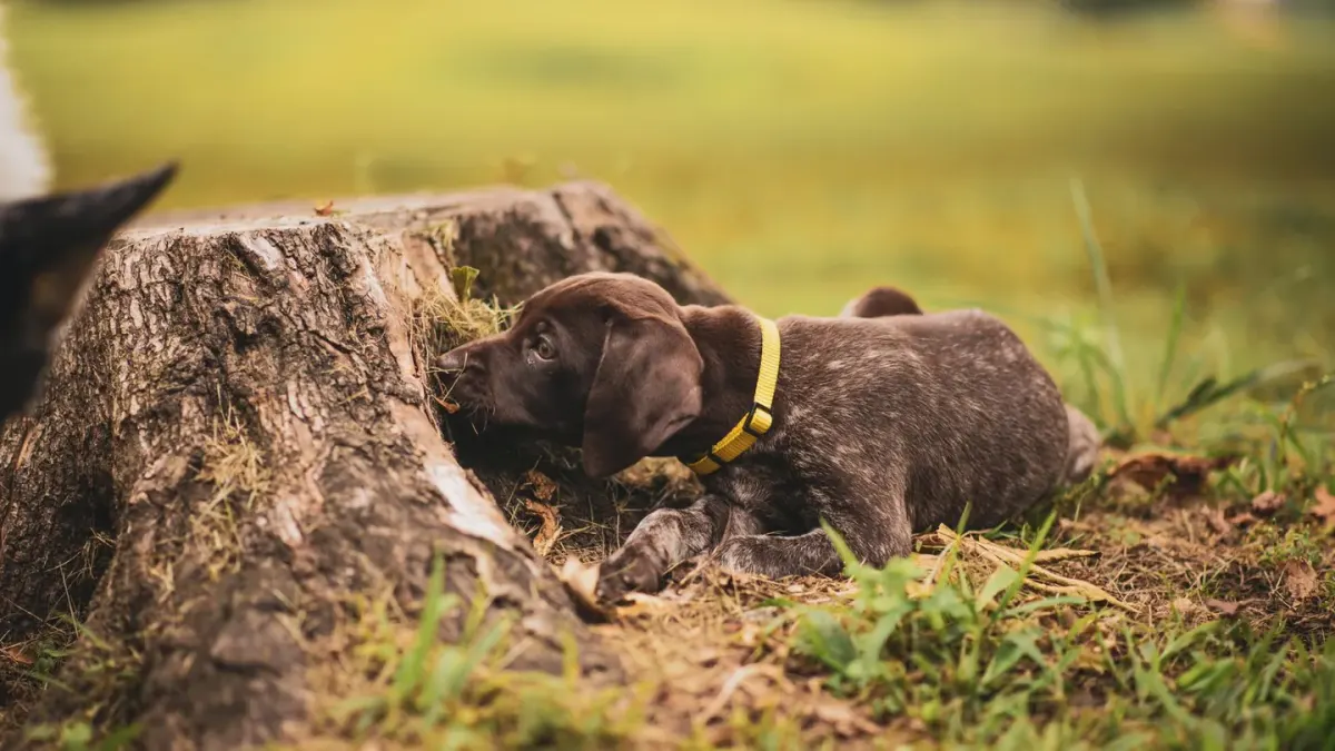 Puppy eating from a bowl