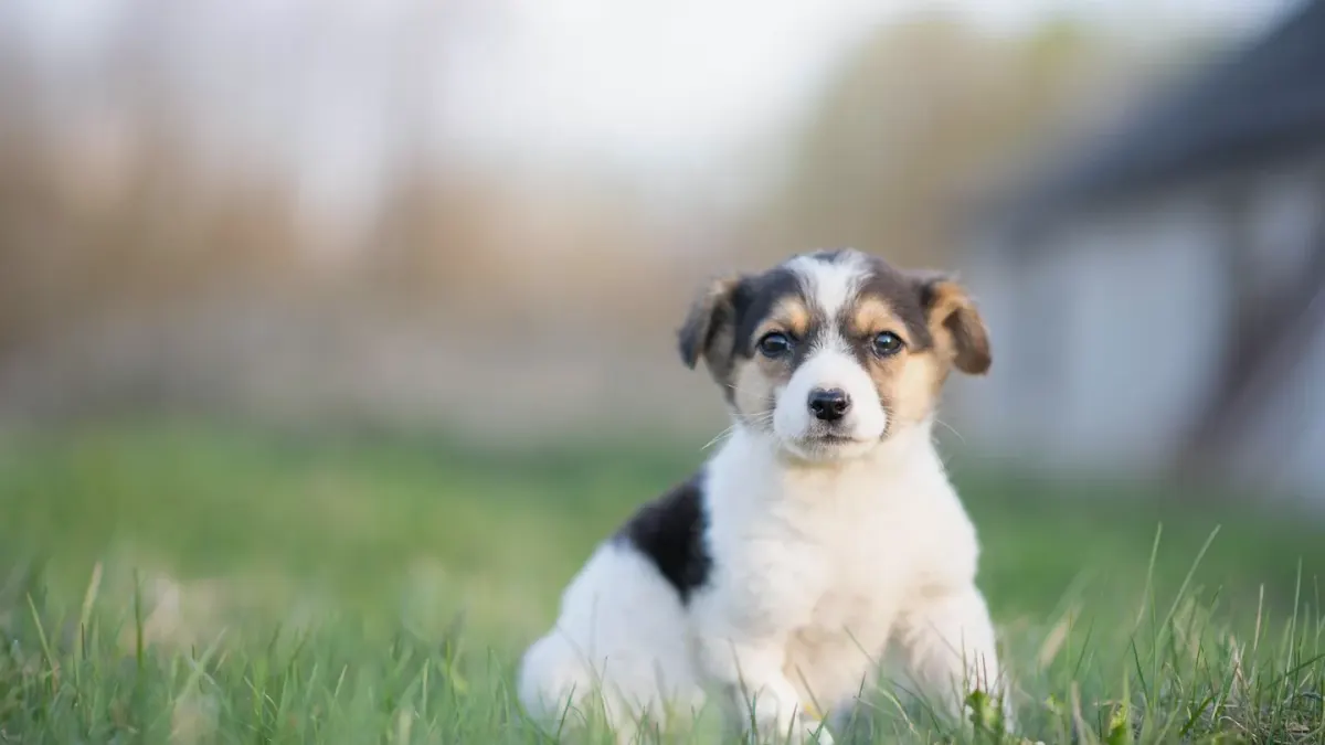 Puppy eating from a bowl