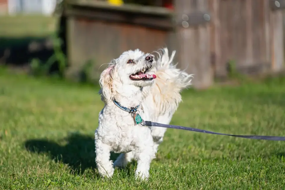 Senior dog walking slowly across a grassy backyard