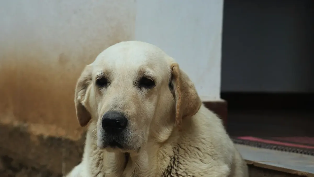Senior golden retriever pausing partway up a set of porch steps