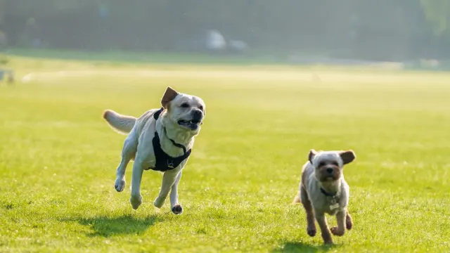 Two dogs chasing each other across an open grass dog park