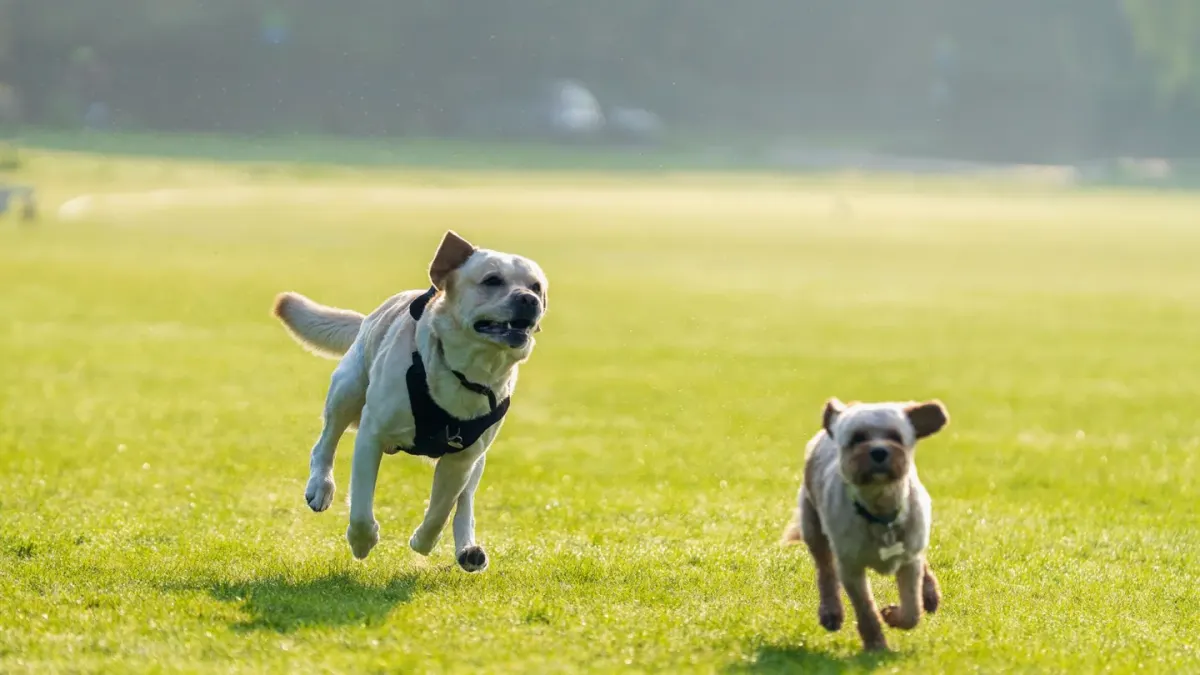 Two dogs chasing each other across an open grass dog park