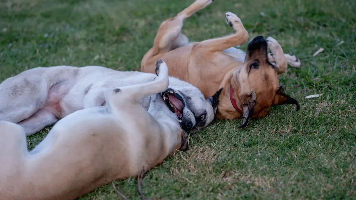 Two dogs facing each other in a play bow stance on grass