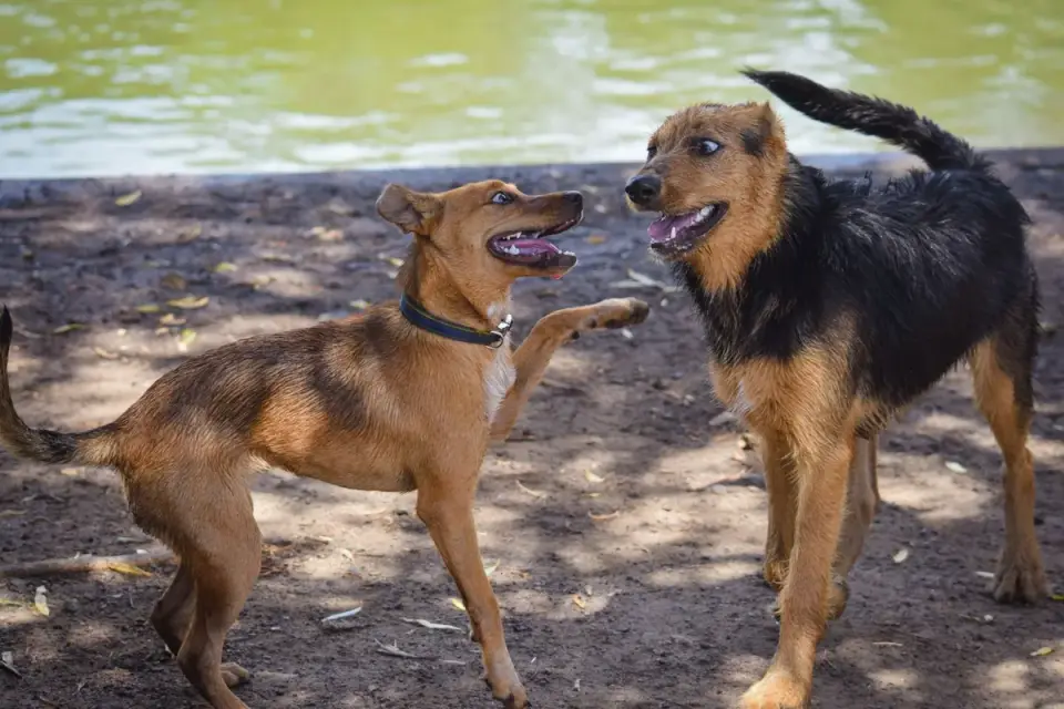 Two dogs play together at an off-leash park with loose, relaxed body posture