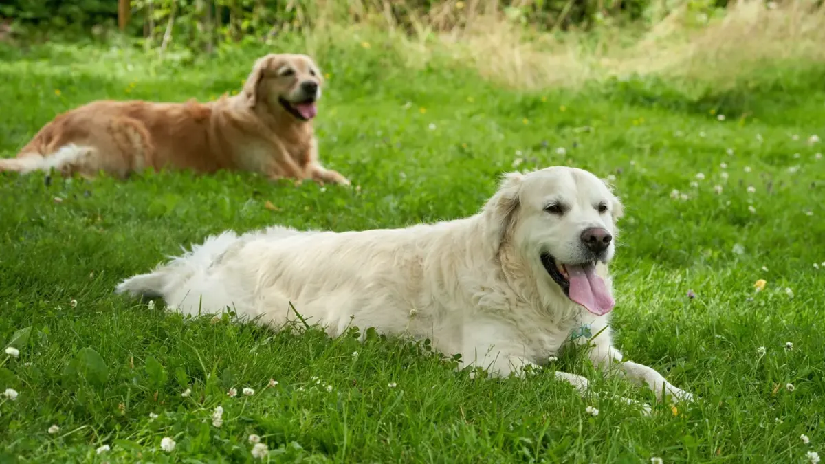 Two dogs running together in an open grassy dog park