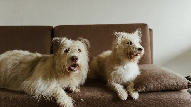 Two dogs standing apart in a living room, both alert and stiff