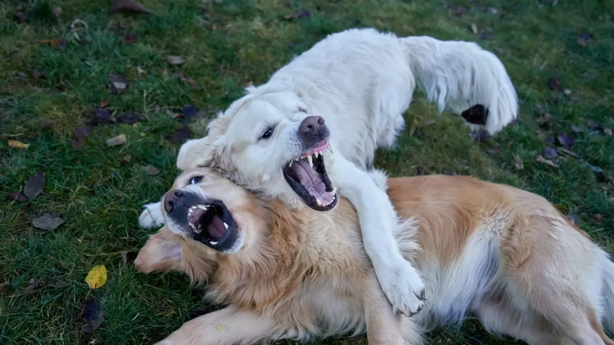 Two dogs wrestling playfully on a lawn with loose, bouncy body posture