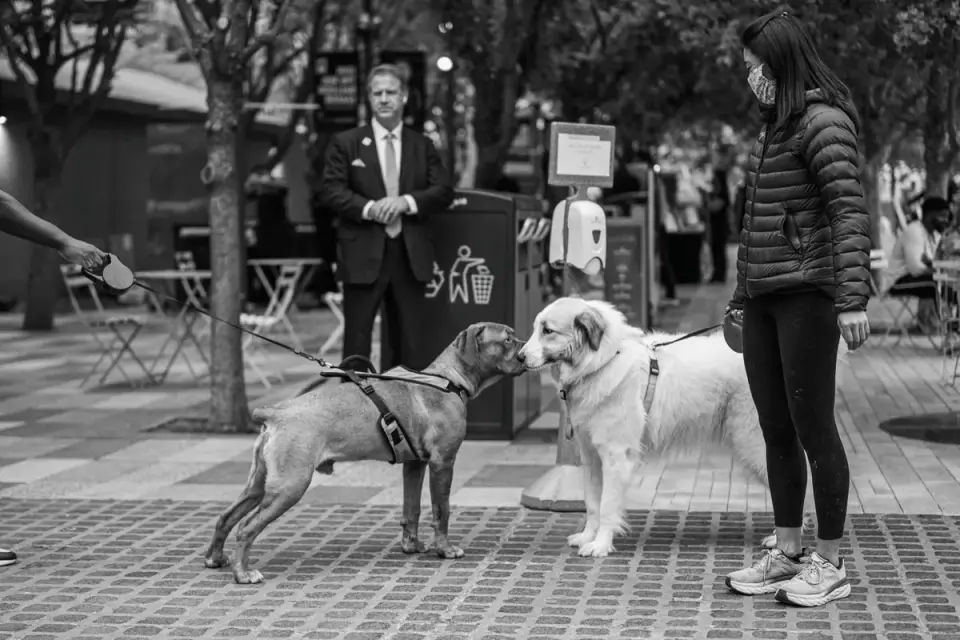 Two leashed dogs meeting outdoors, one turning its head away from the other