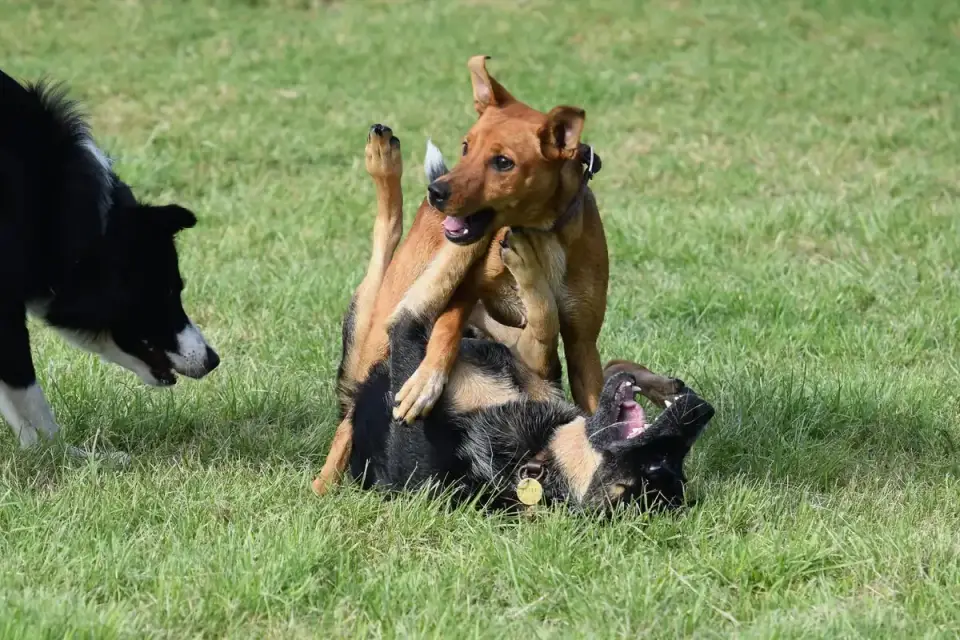 Two medium-sized dogs wrestling and rolling together on grass