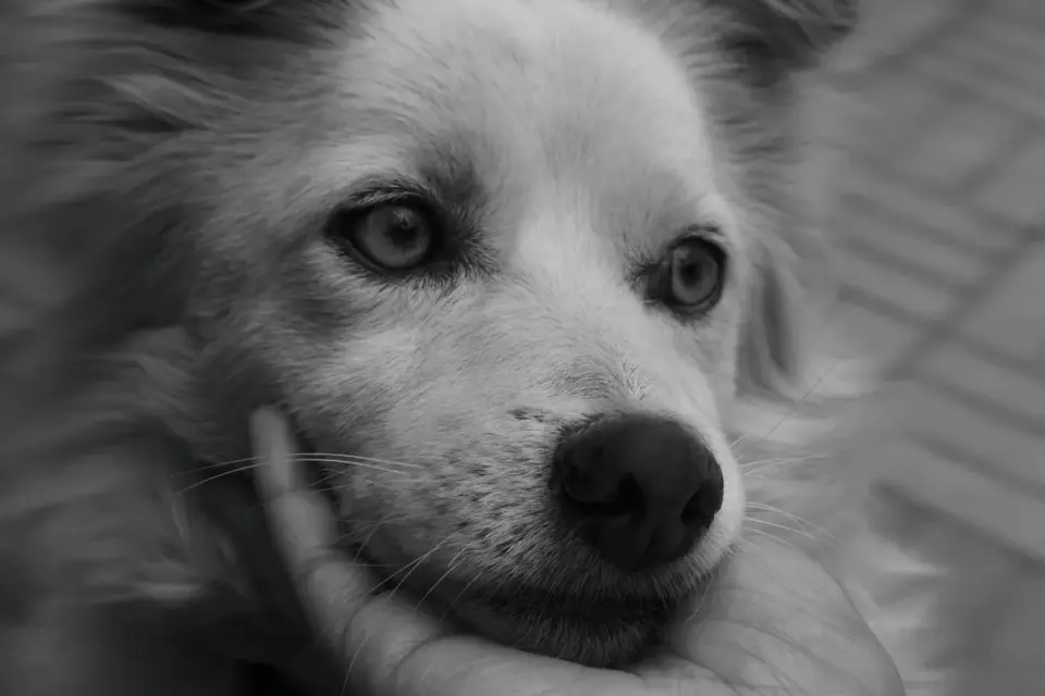 Veterinarian crouched low, calmly examining a tense dog