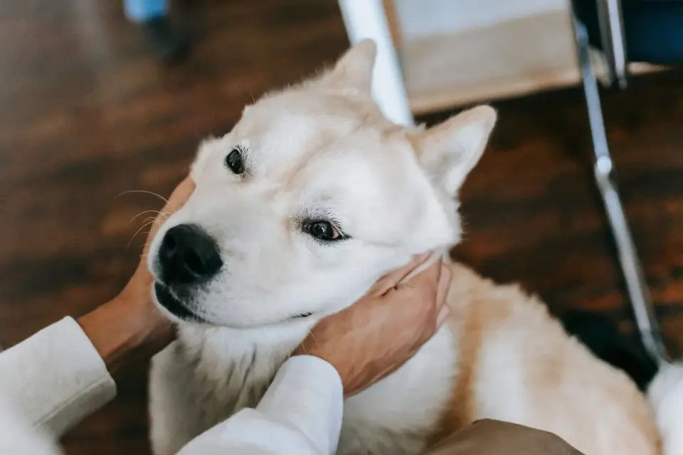 Veterinarian gently palpating a dog's hips during an exam